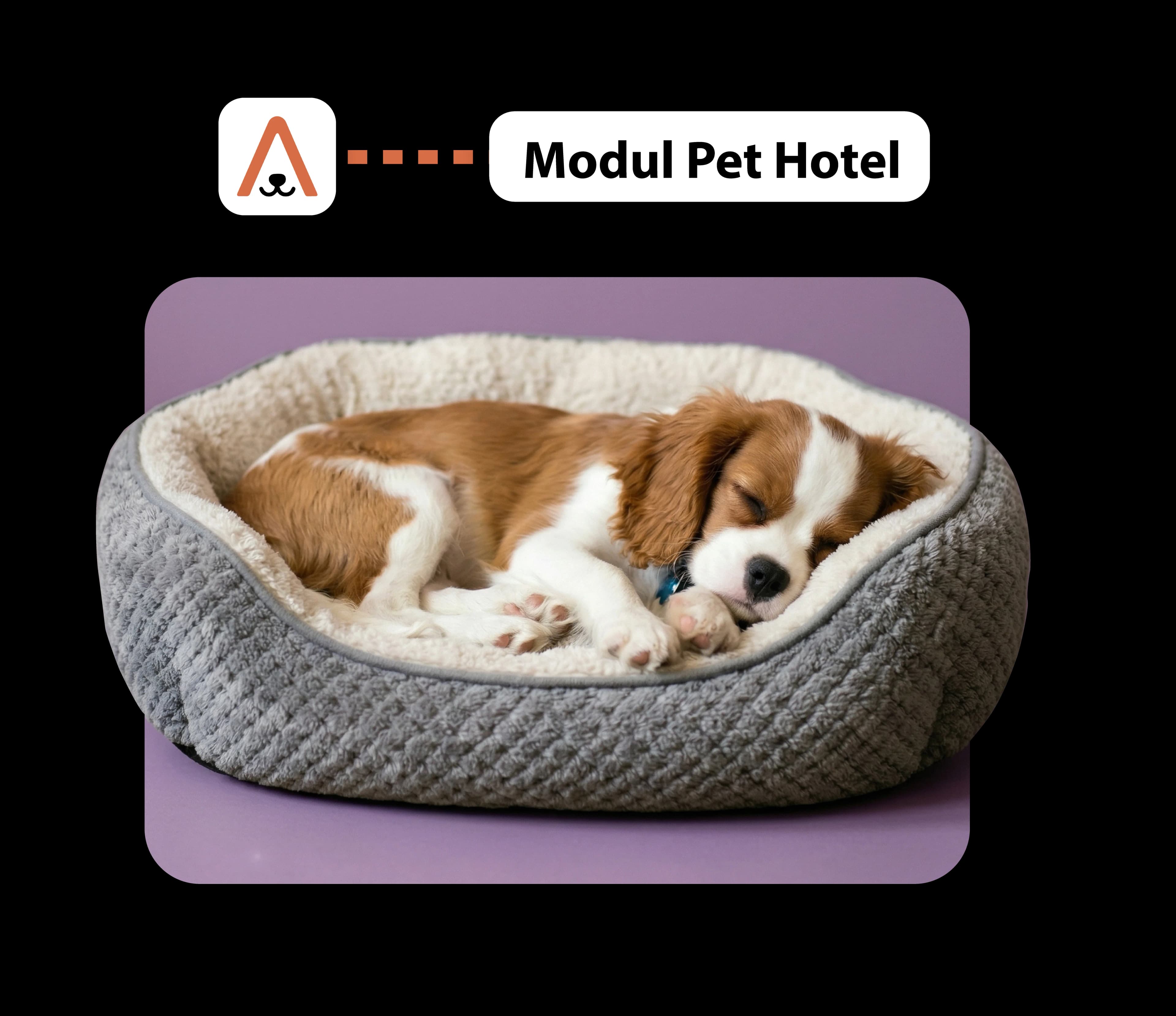 Modern pet hotel managed with Animalia Pro software